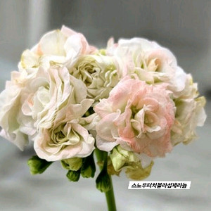 스노우터치블라섬제라늄