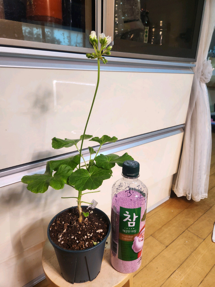 스노우터치블라섬제라늄--1