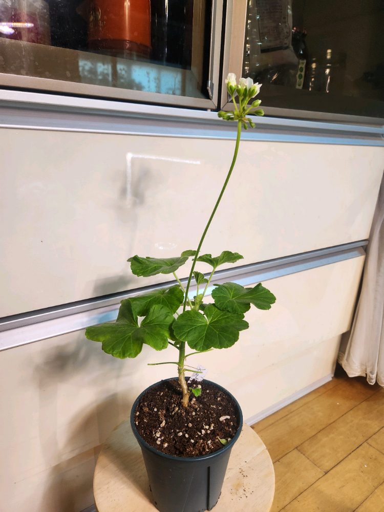 스노우터치블라섬제라늄--2