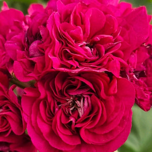 엘레나비스트라츠카야 제라늄