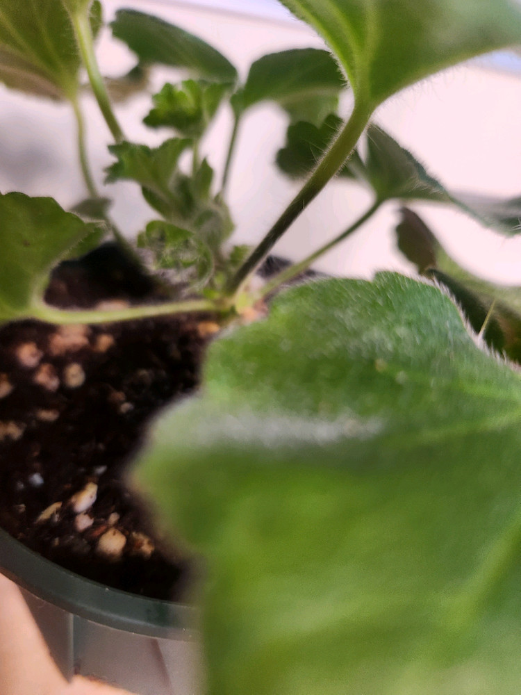 엘레나비스트라츠카야 제라늄--1