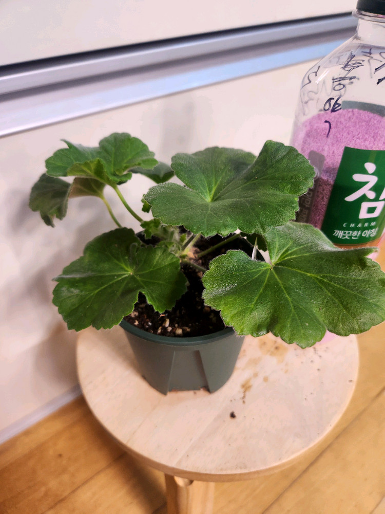 엘레나비스트라츠카야 제라늄--2