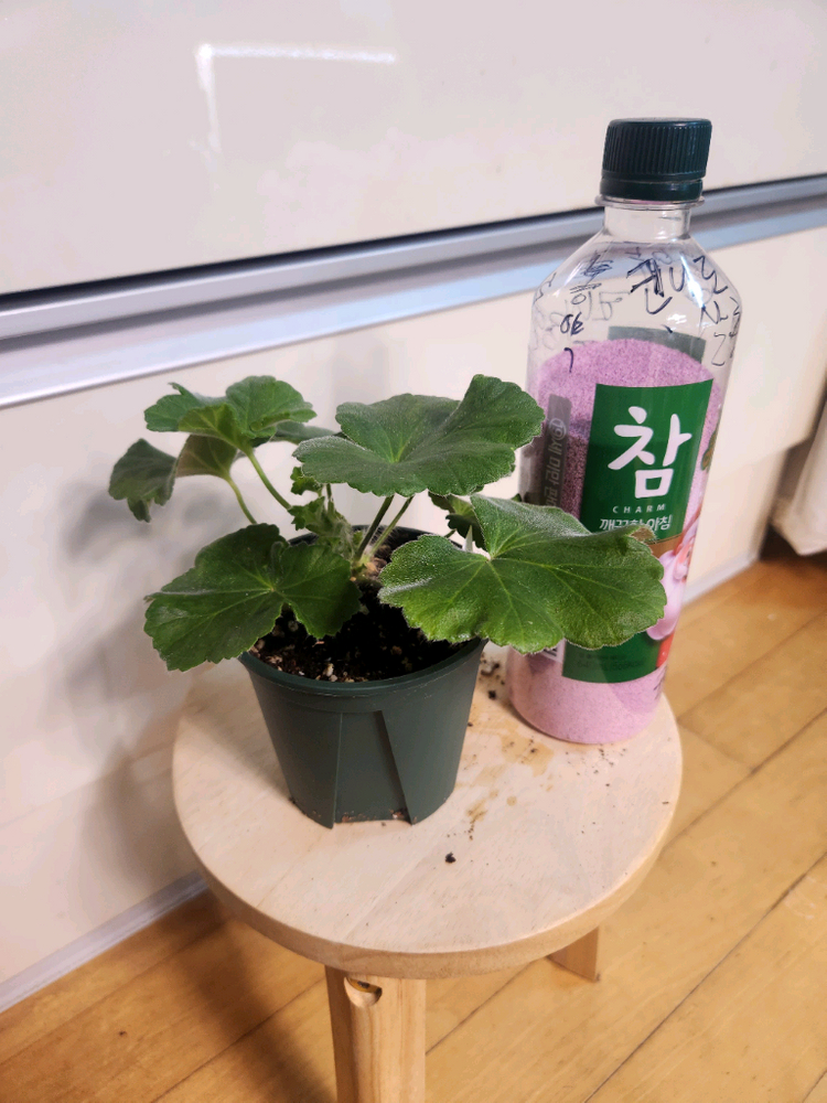 엘레나비스트라츠카야 제라늄--3