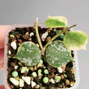 호야 커티시 알보