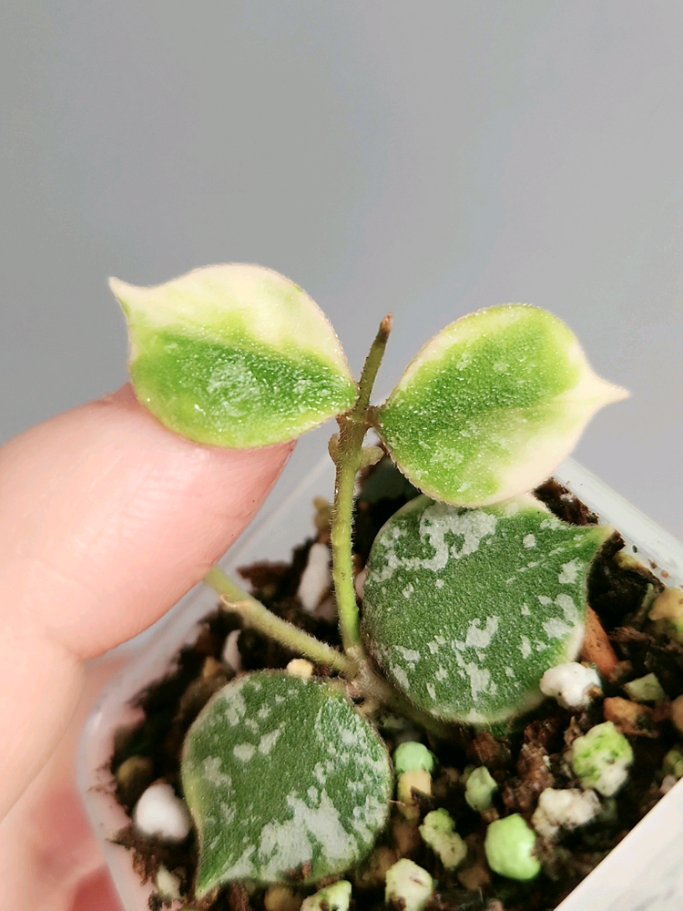 호야 커티시 알보--2