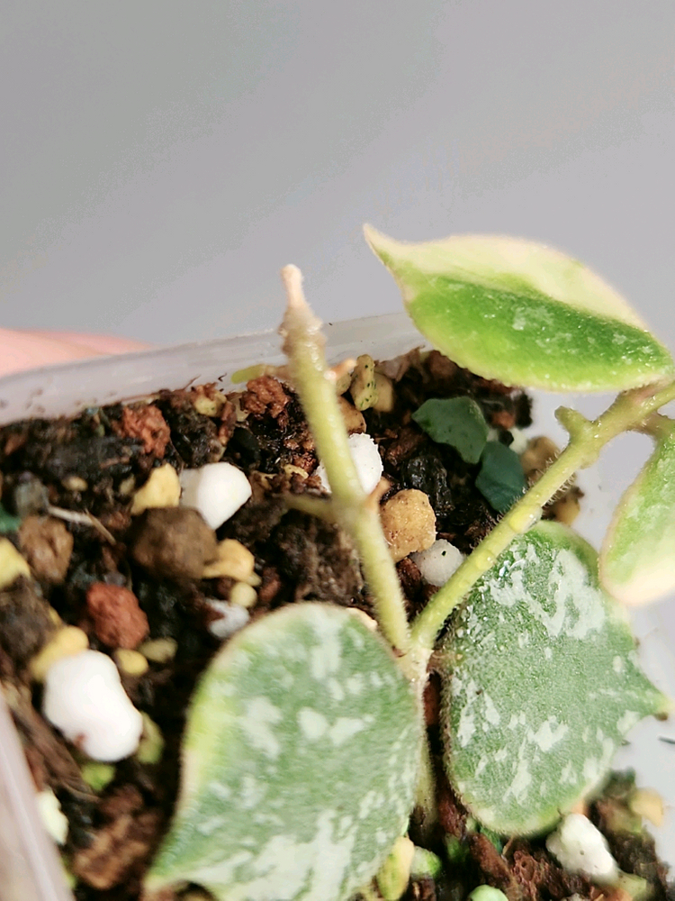 호야 커티시 알보--3