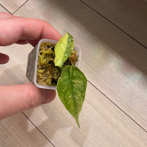 대구) 알로카시아 드래곤브레스 바리에가타