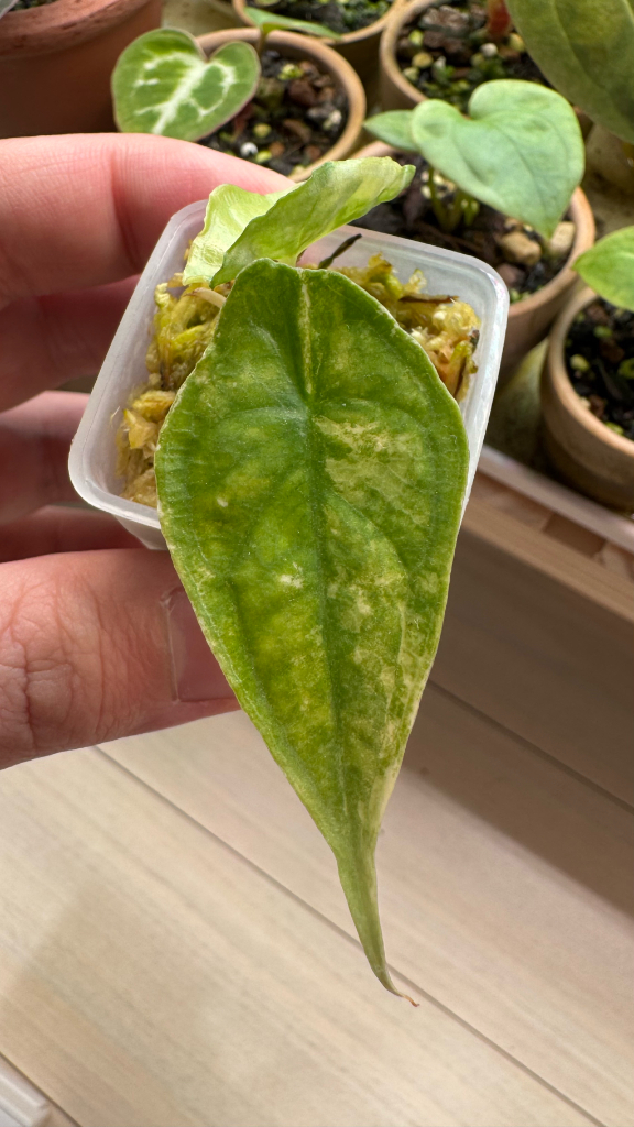 대구) 알로카시아 드래곤브레스 바리에가타--1