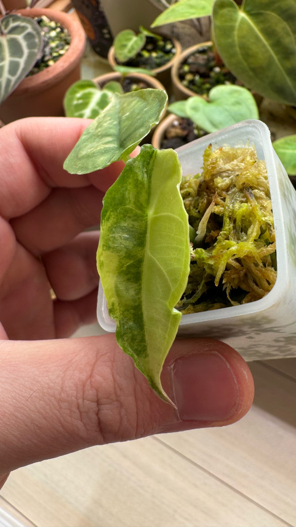 대구) 알로카시아 드래곤브레스 바리에가타--2