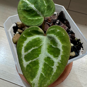 대구) 안스리움 실버브러쉬