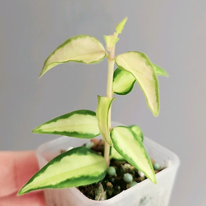 호야 벨라 루이부아