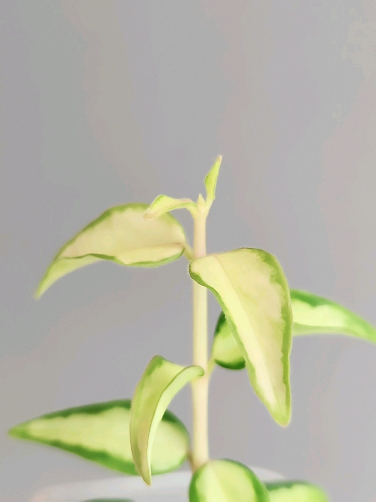 호야 벨라 루이부아--1