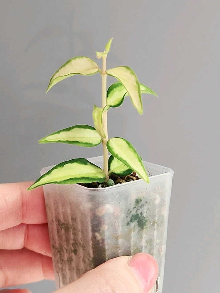 호야 벨라 루이부아--2