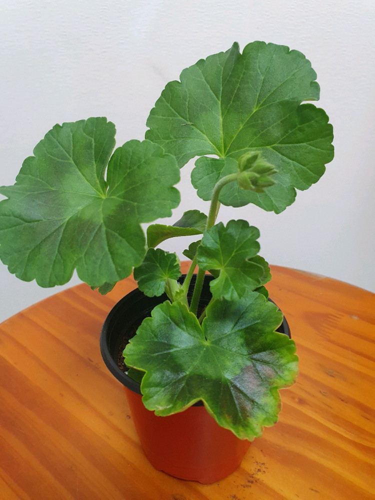 제라늄 빛보예 꽃대있음--1