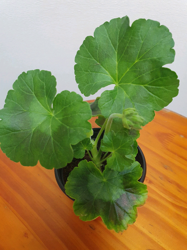 제라늄 빛보예 꽃대있음--3