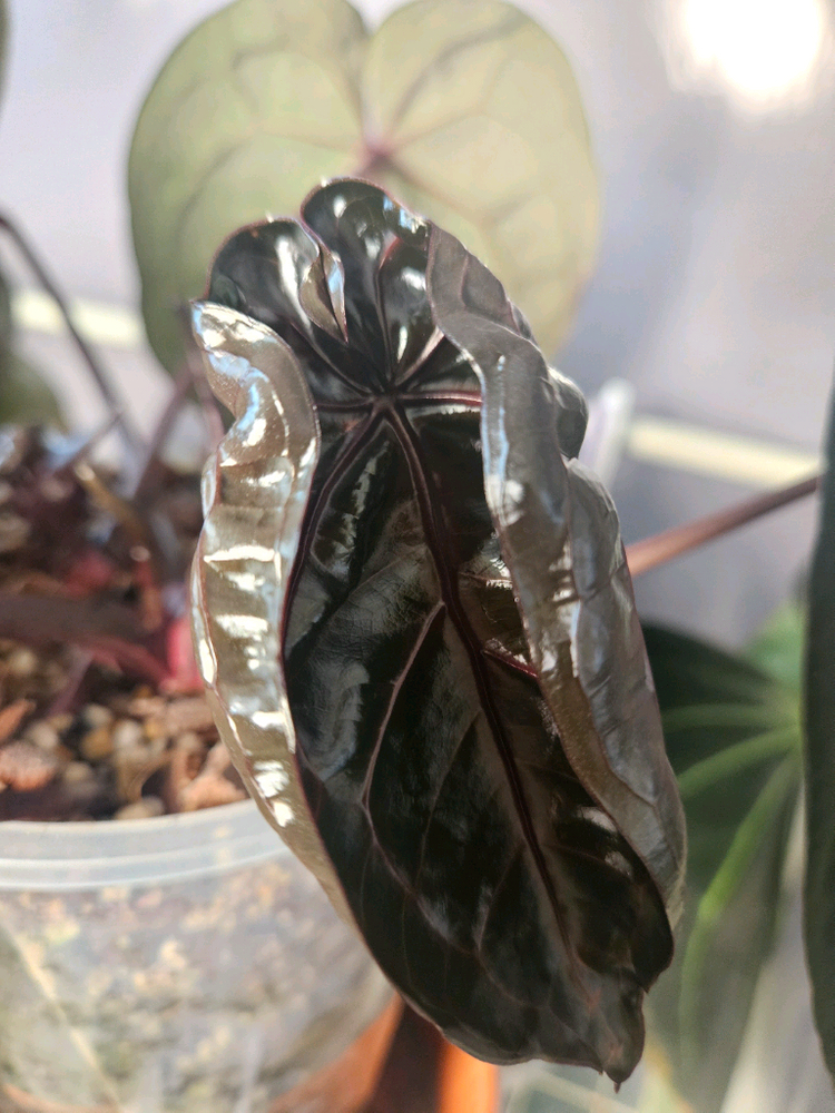 안스리움 미쉘자라 닥터블락 3촉--7