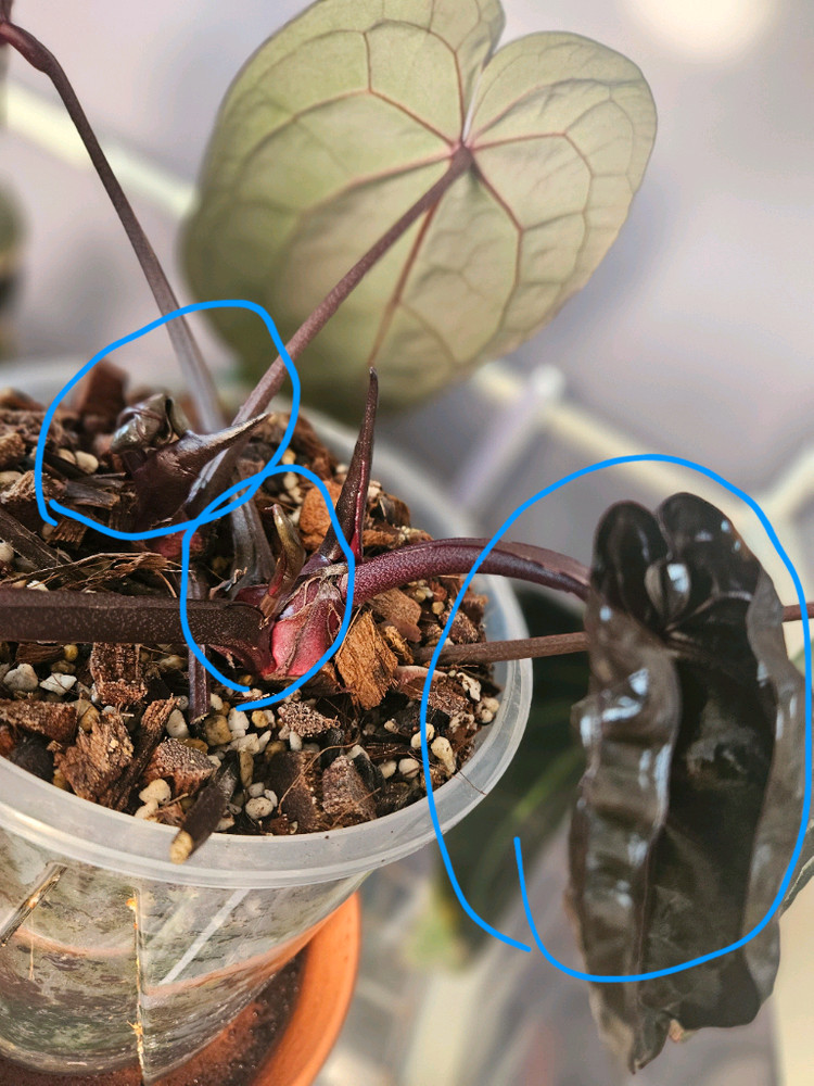 안스리움 미쉘자라 닥터블락 3촉--8