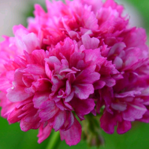 스텔라제라늄 블루퀸즈 티아라 ,겹순 가지마다 있음