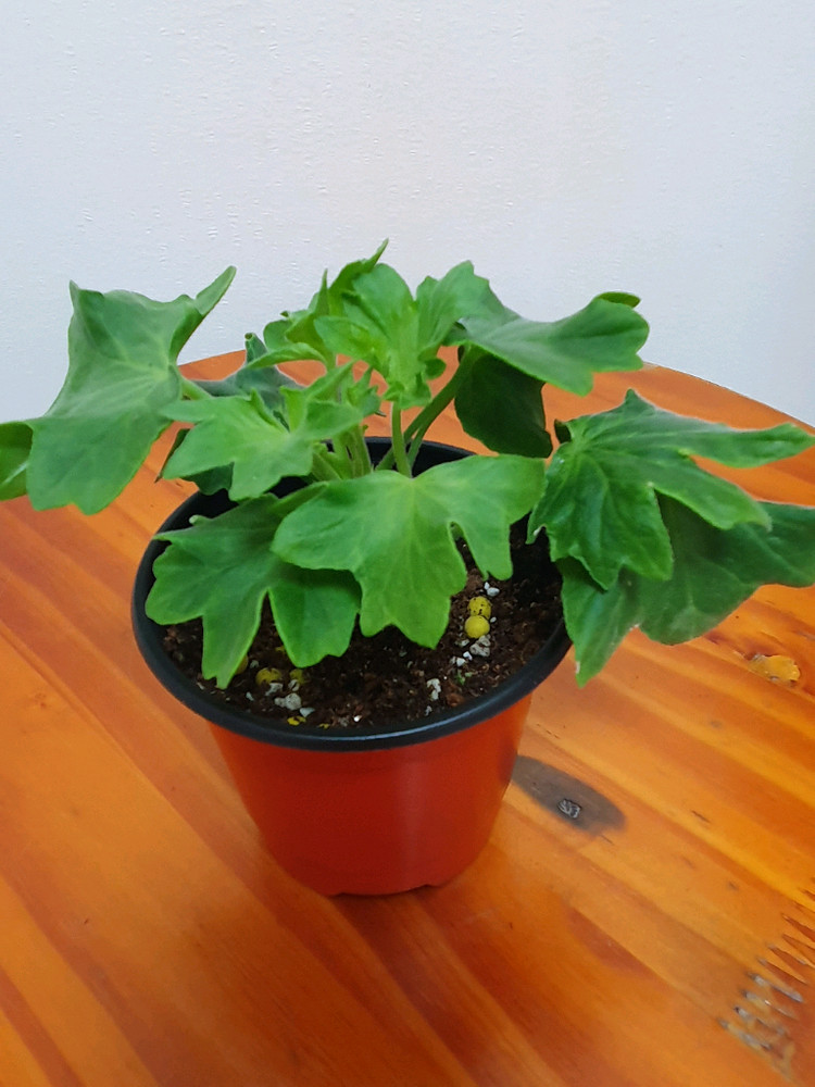 스텔라제라늄 블루퀸즈 티아라 ,겹순 가지마다 있음--1