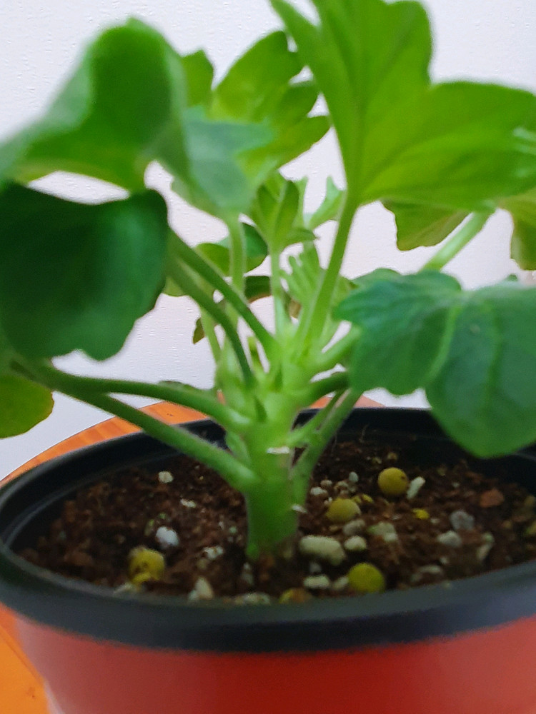 스텔라제라늄 블루퀸즈 티아라 ,겹순 가지마다 있음--2