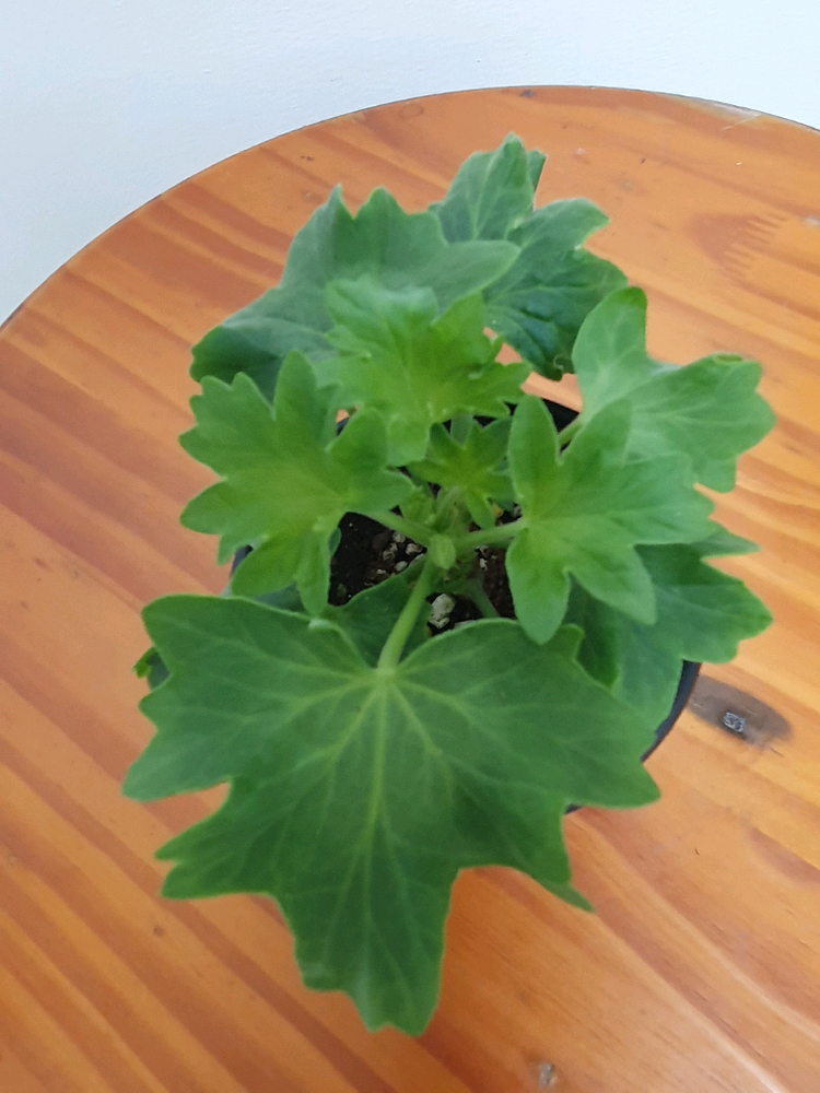 스텔라제라늄 블루퀸즈 티아라 ,겹순 가지마다 있음--3