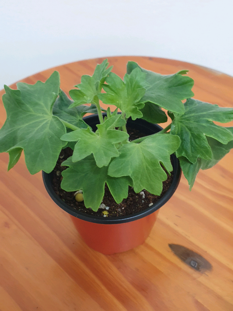 스텔라제라늄 블루퀸즈 티아라 ,겹순 가지마다 있음--4