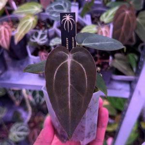 안스리움 칼라블랙키 round x TA stripey (Grant)