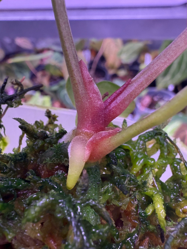 안스리움 칼라블랙키 round x TA stripey (Grant)--1