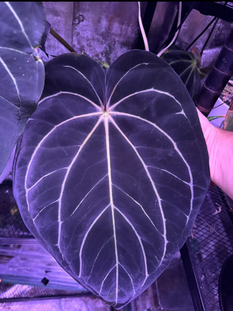 안스리움 칼라블랙키 round x TA stripey (Grant)--3