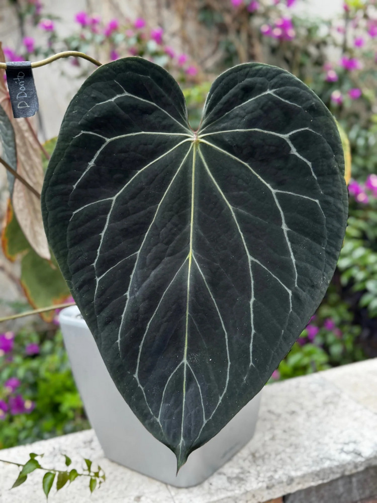 안스리움 칼라블랙키 round x TA stripey (Grant)--4