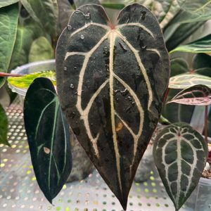 안스리움 칼라블랙키 round x gph001 그랜트택포함