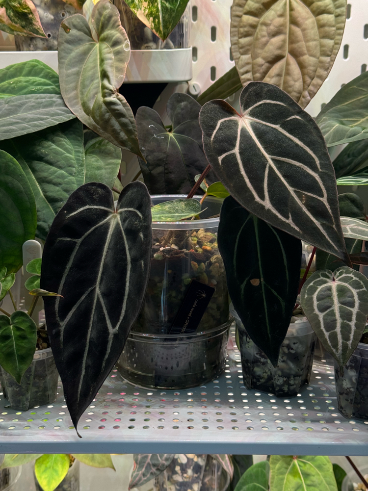 안스리움 칼라블랙키 round x gph001 그랜트택포함--1