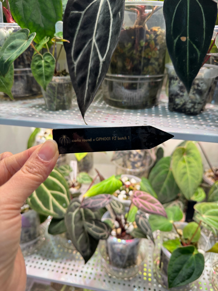 안스리움 칼라블랙키 round x gph001 그랜트택포함--2