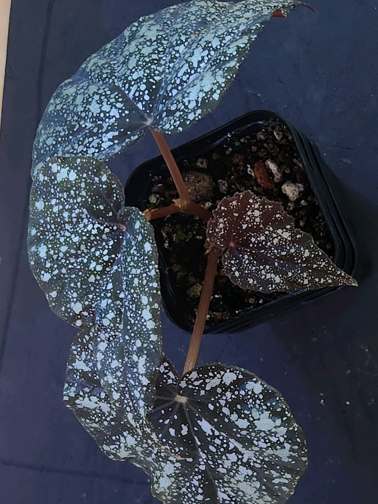 베고니아 무나--1