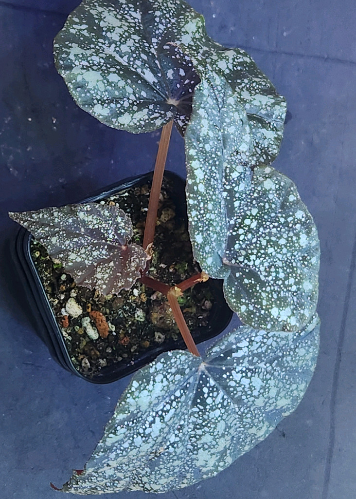 베고니아 무나--2