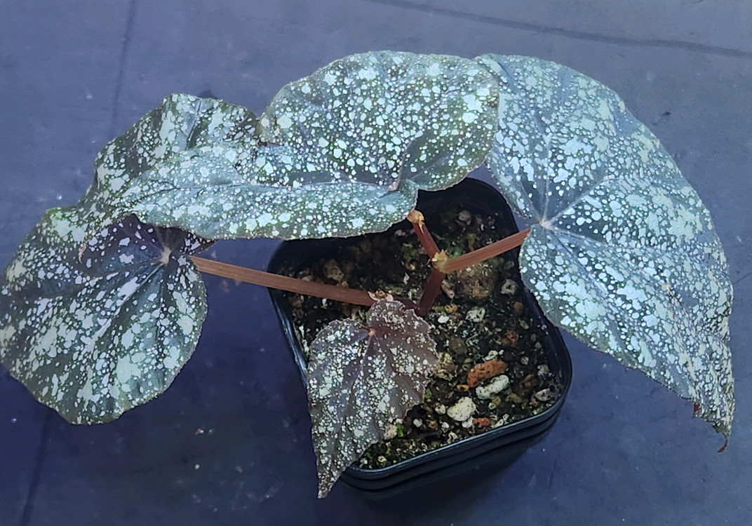 베고니아 무나--3