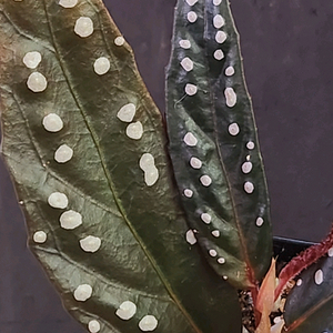 베고니아 필리오니오이데스