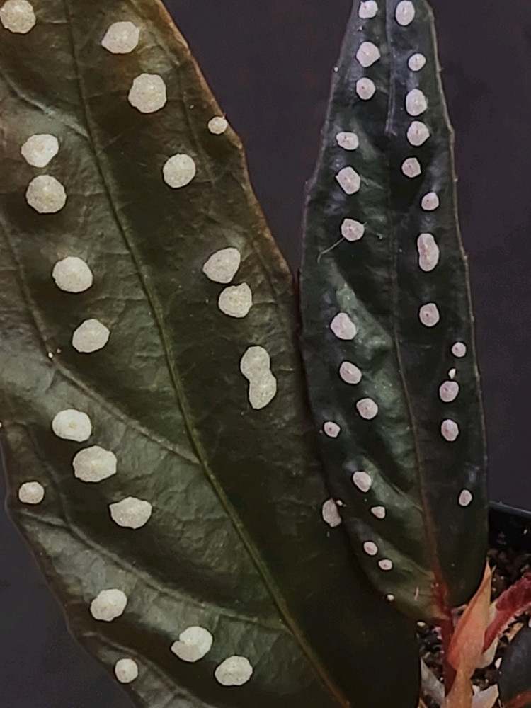 베고니아 필리오니오이데스--1