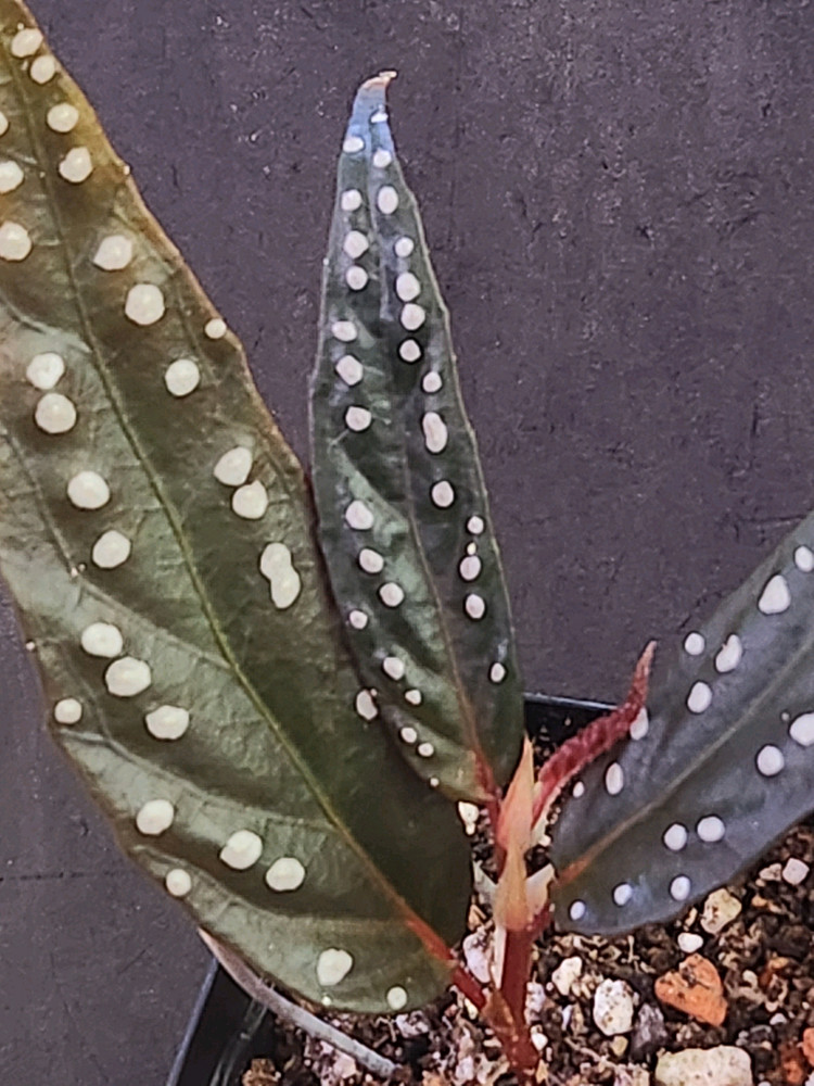 베고니아 필리오니오이데스--2