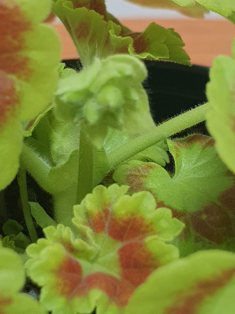 제라늄 제니 꽃대있고 겹순많음--1