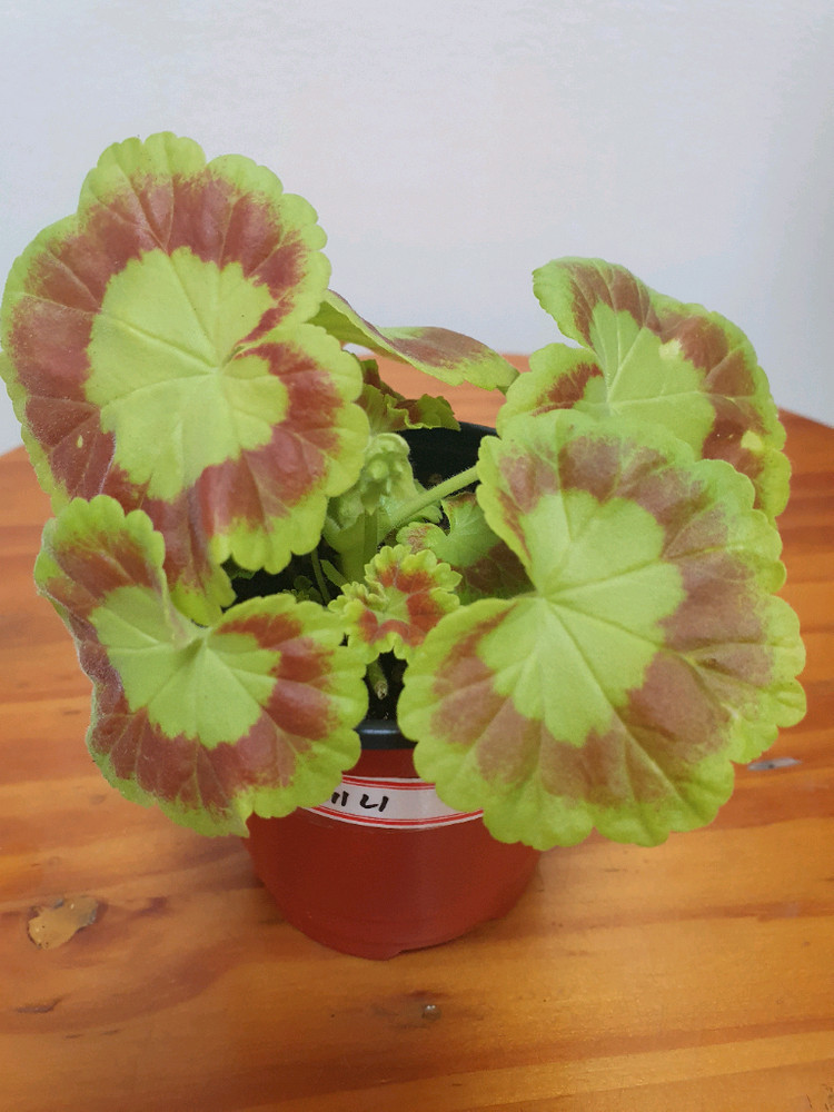 제라늄 제니 꽃대있고 겹순많음--2