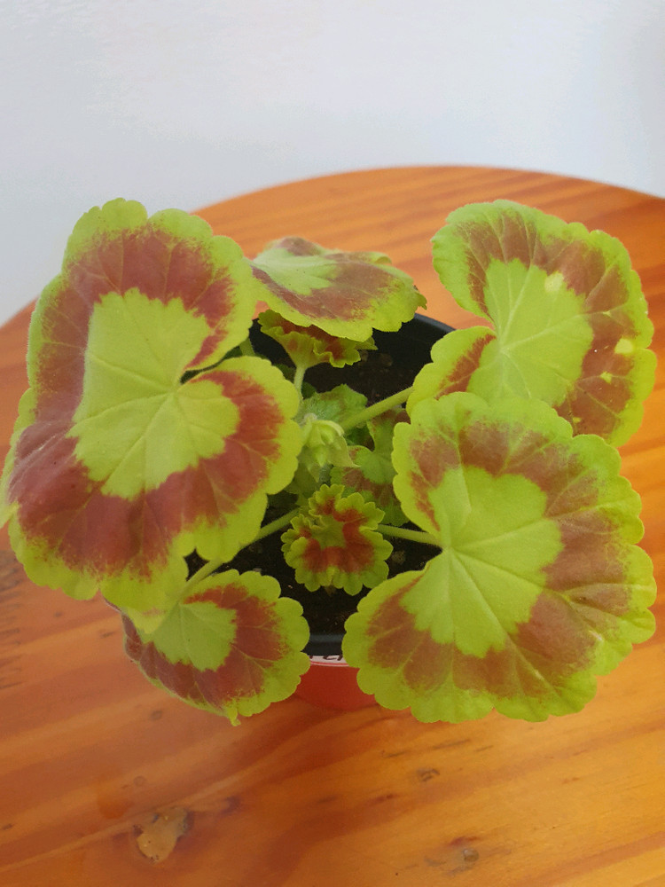 제라늄 제니 꽃대있고 겹순많음--3