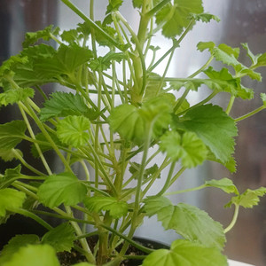 리갈제라늄 콴탁메티/터키쉬커피