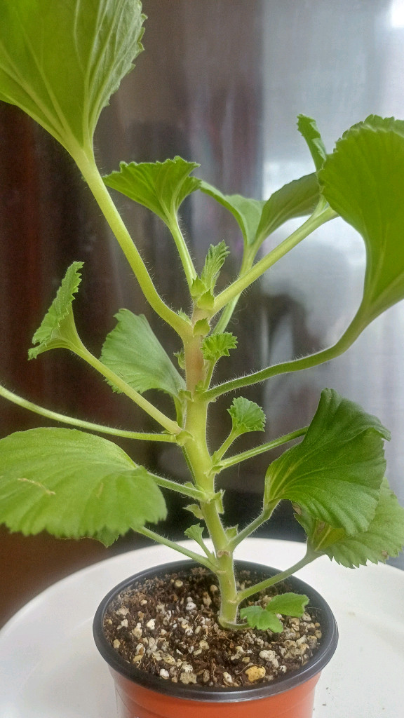 리갈제라늄 콴탁메티/터키쉬커피--1