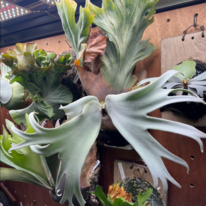 박쥐란 펄퀸 OC의 펍 from 하루하나