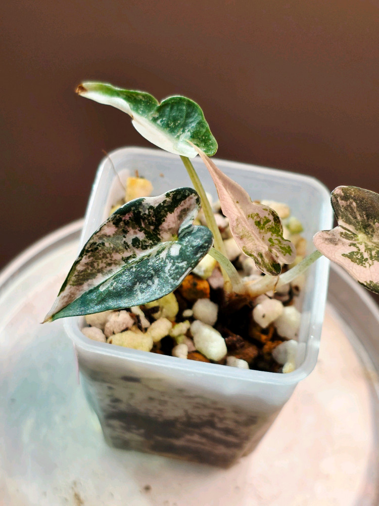 알로카시아 밤비노 핑크 바리에가타(사진수정)--1