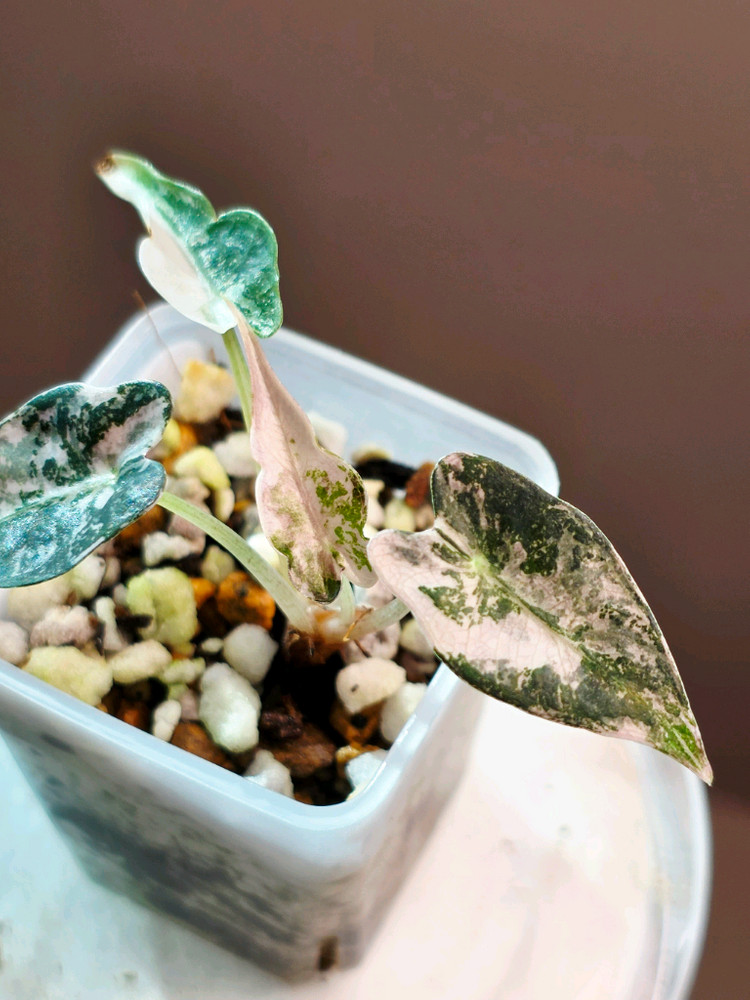 알로카시아 밤비노 핑크 바리에가타(사진수정)--2