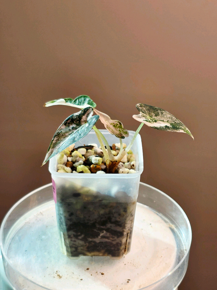 알로카시아 밤비노 핑크 바리에가타(사진수정)--3