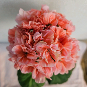 제라늄 볼드선셋