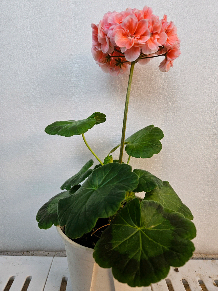 제라늄 볼드선셋--1